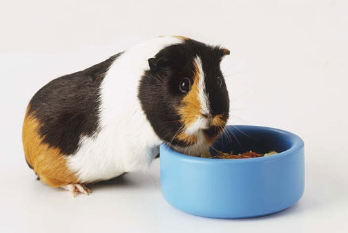 guinea pig eating muesli.jpg